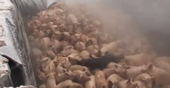 Matan a los cerdos enterrandolos vivos