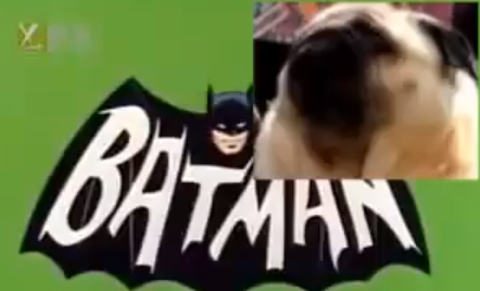 Perro llamando a Batman