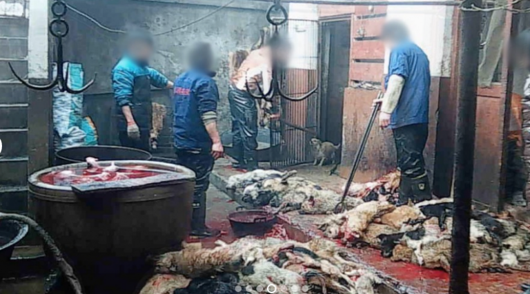Escalofriante matanza china de perros para hacer guantes